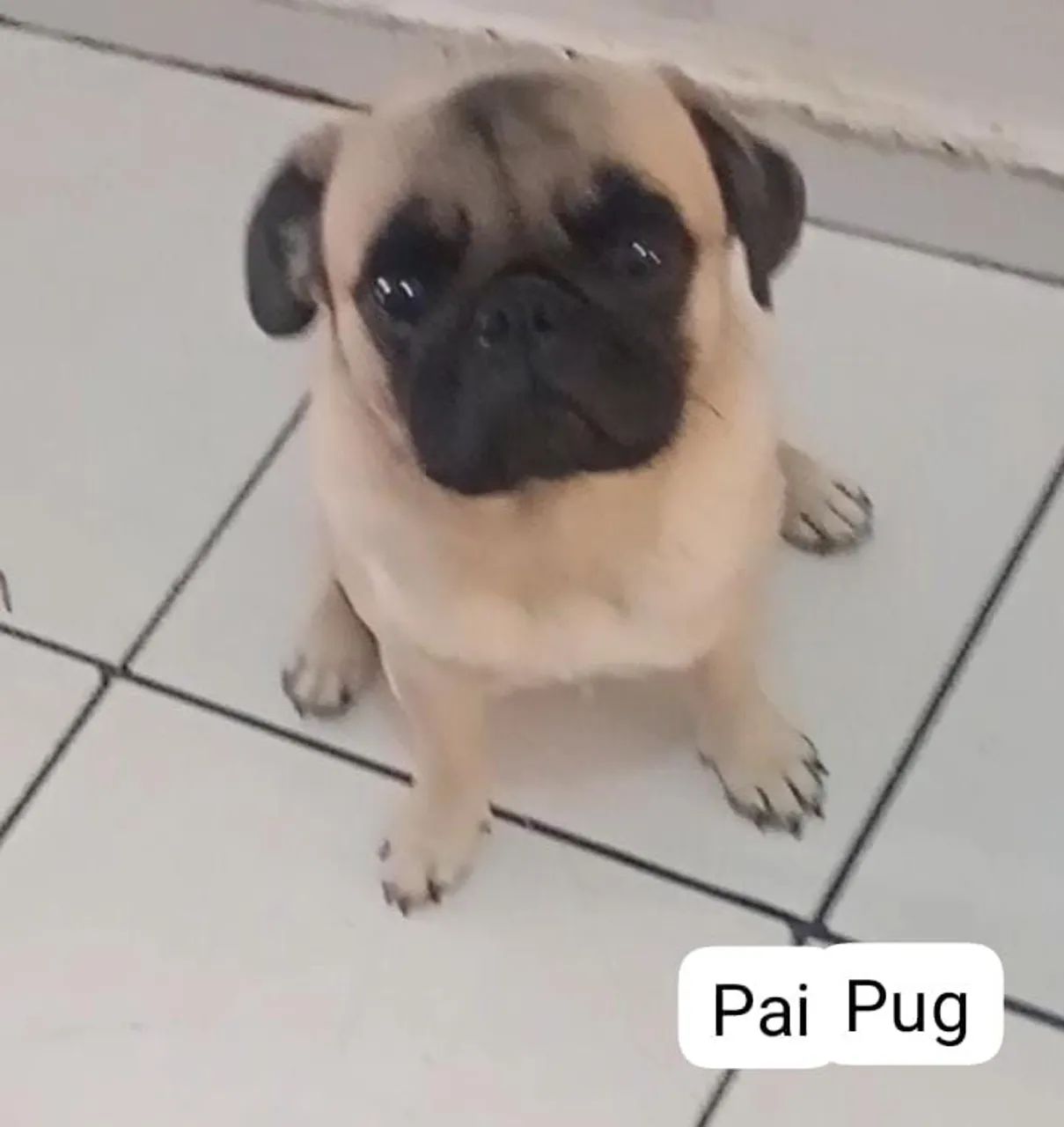 Filhotes de Cachorro - Pug misturado com Poodle - Foto 4