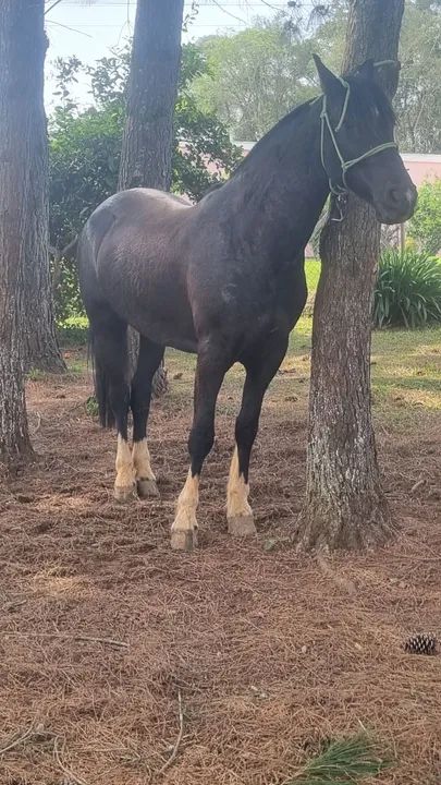 Torrando linda Picassa - Foto 2