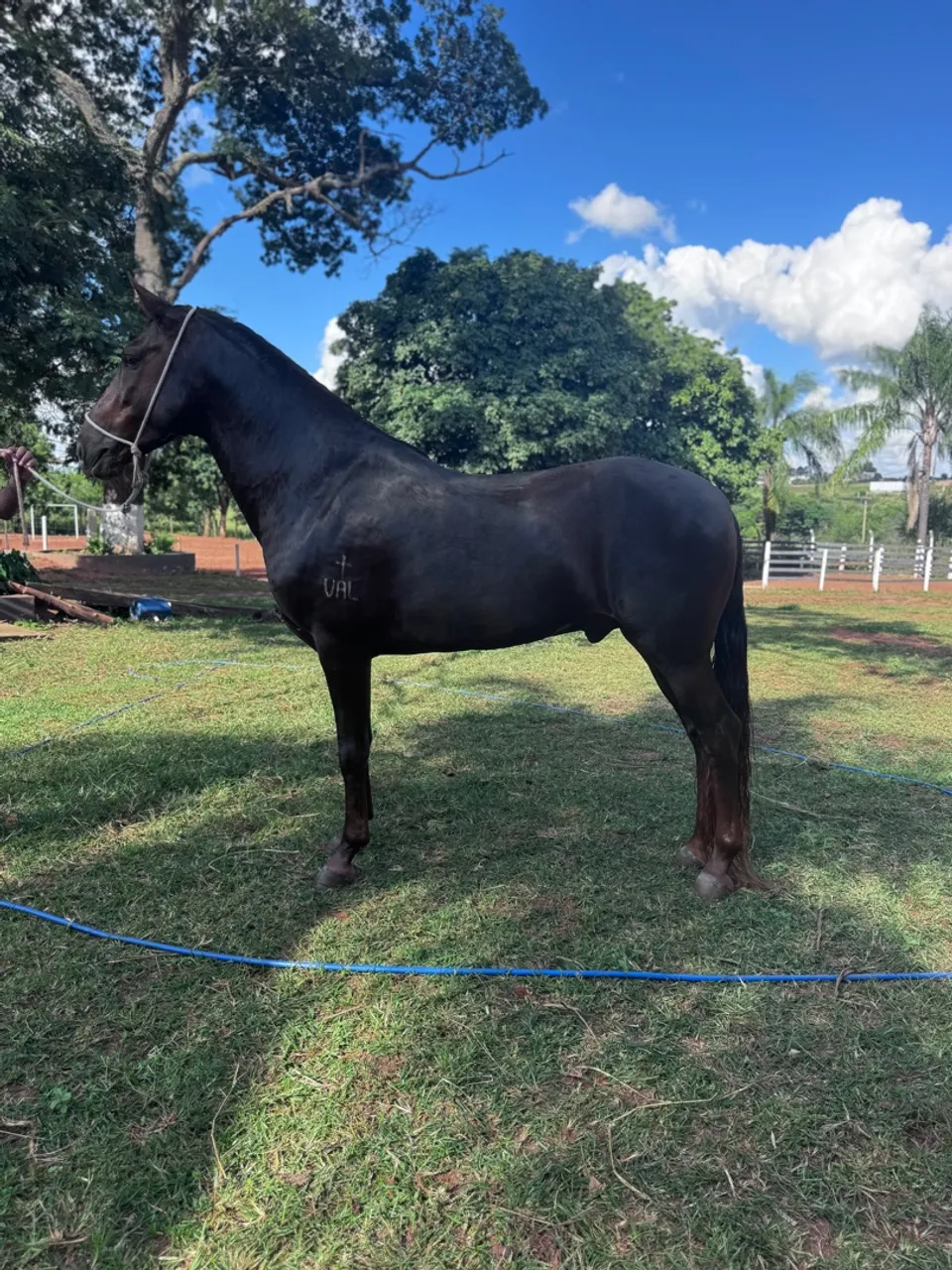Cavalo Mangalarga Marchador