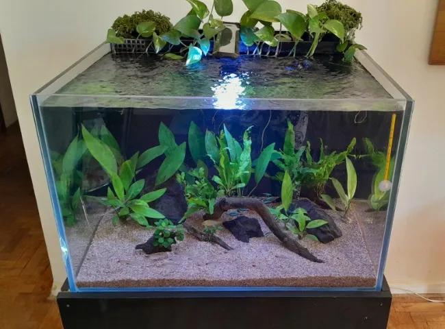 Vendo aquario cubo 60x60x38 vidro 10mm com sump traseiro Aproximadamente 135 L, estrutur