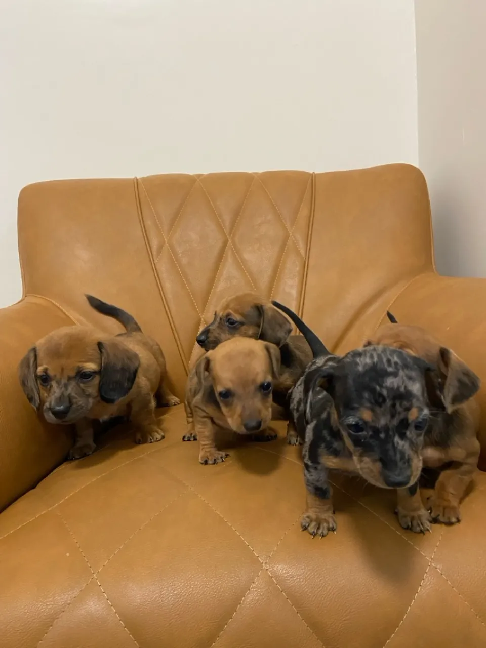 Filhotes de Dachshund (Salsicha)