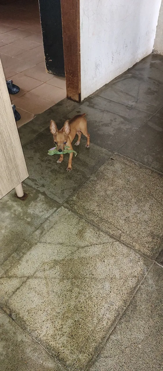 Pinscher procurando uma namorada