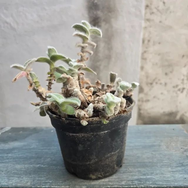 Suculenta - Foto 2
