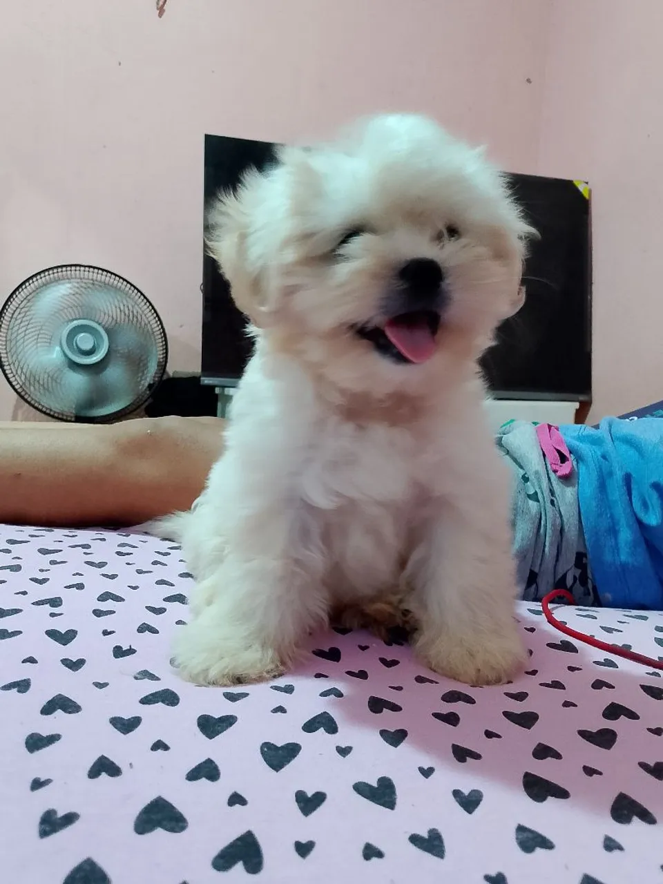 Filhotinho Shih Tzu fofo e brincalhão