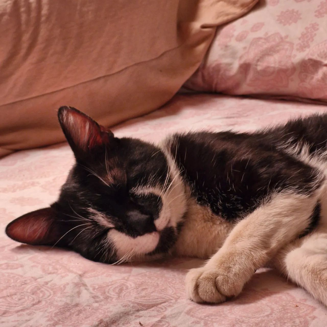 Gato de um ano e oito meses para adoção - Foto 2