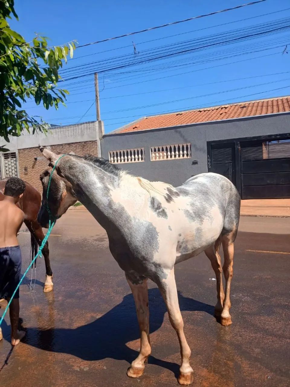 Vendo cavalo  - Foto 2