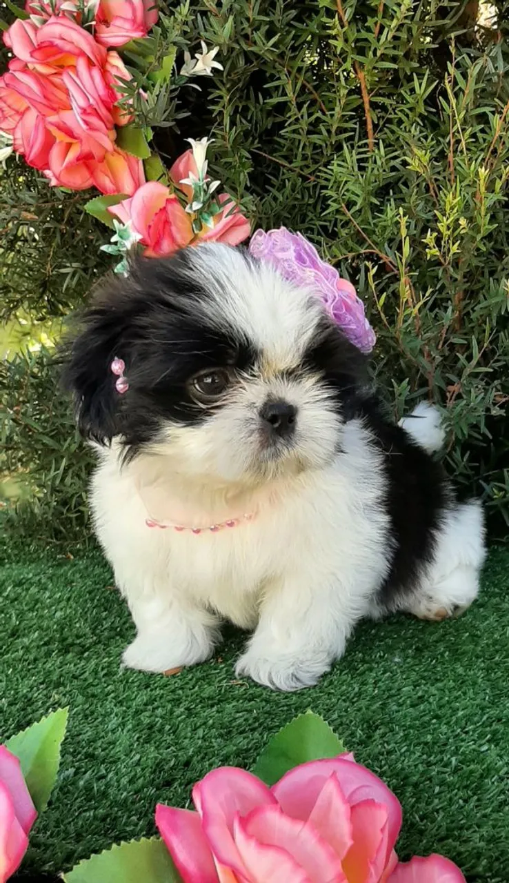 Linda Baby Shih-tzu PANDA EXTREMAMENTE charmosa.