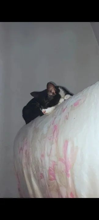 Gato preto e branco/ frajola -para adoção - Foto 3