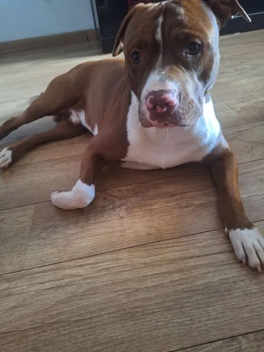 Filhote Pitbull - Foto 2