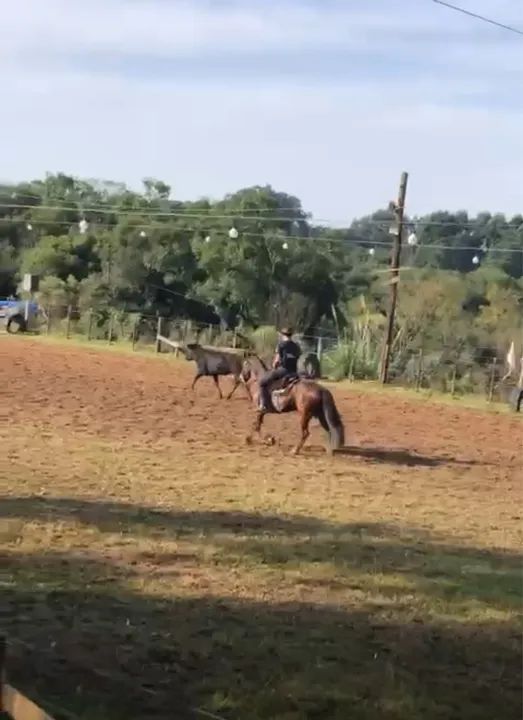 Egua linda e boa ! - Foto 2