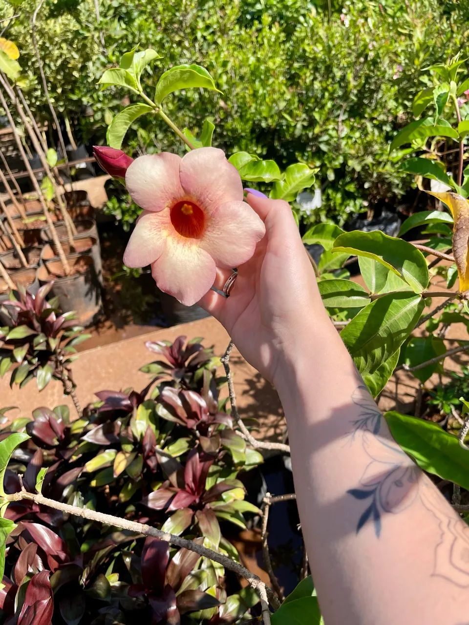 Muda de Alamanda Rosa 