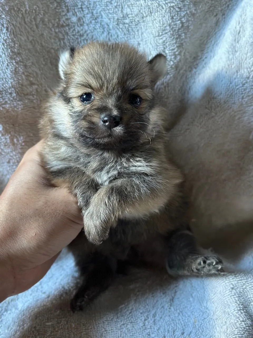 Macho de Spitz Alemão