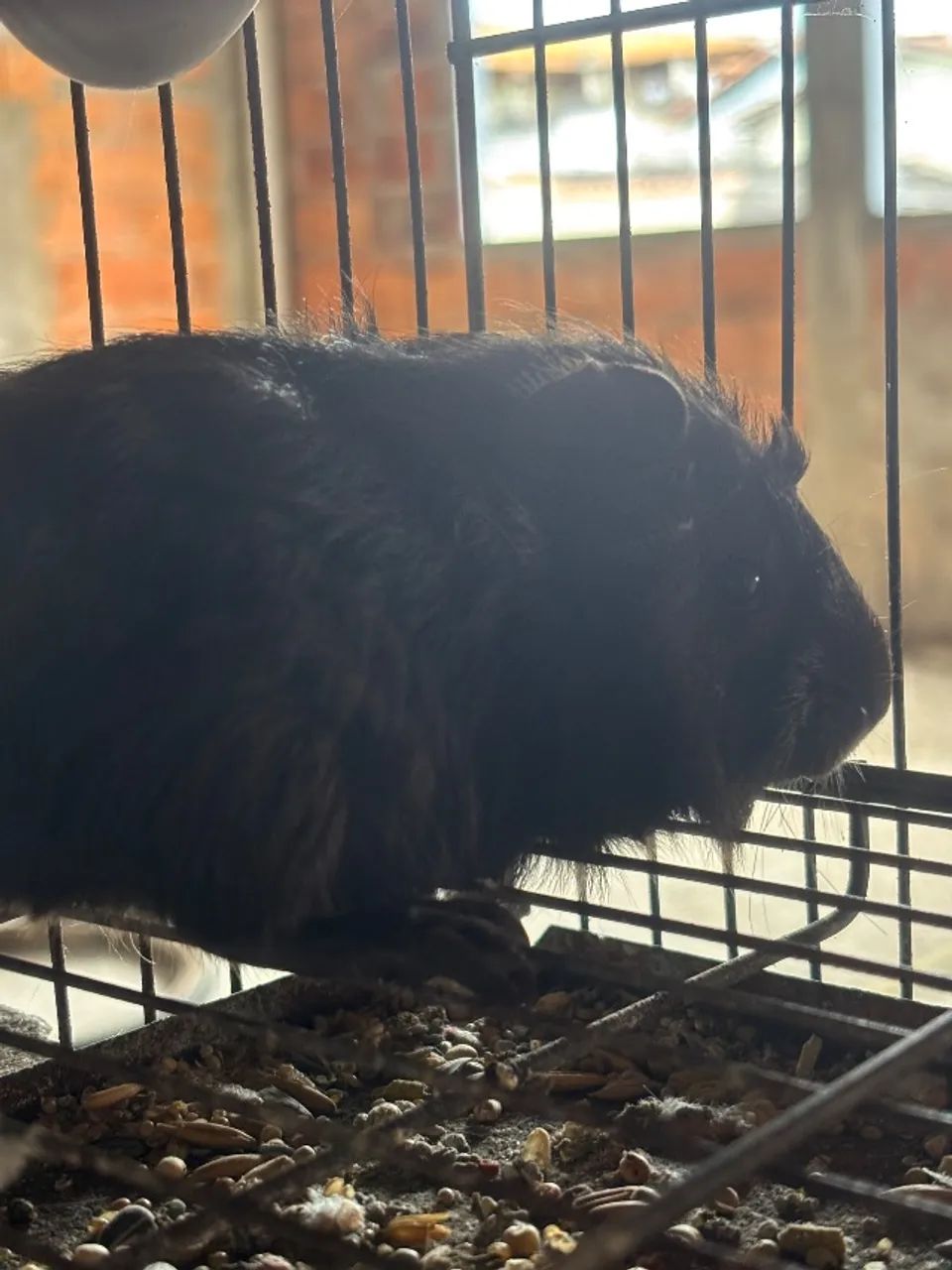 Porquinho da Índia Machos - Foto 4