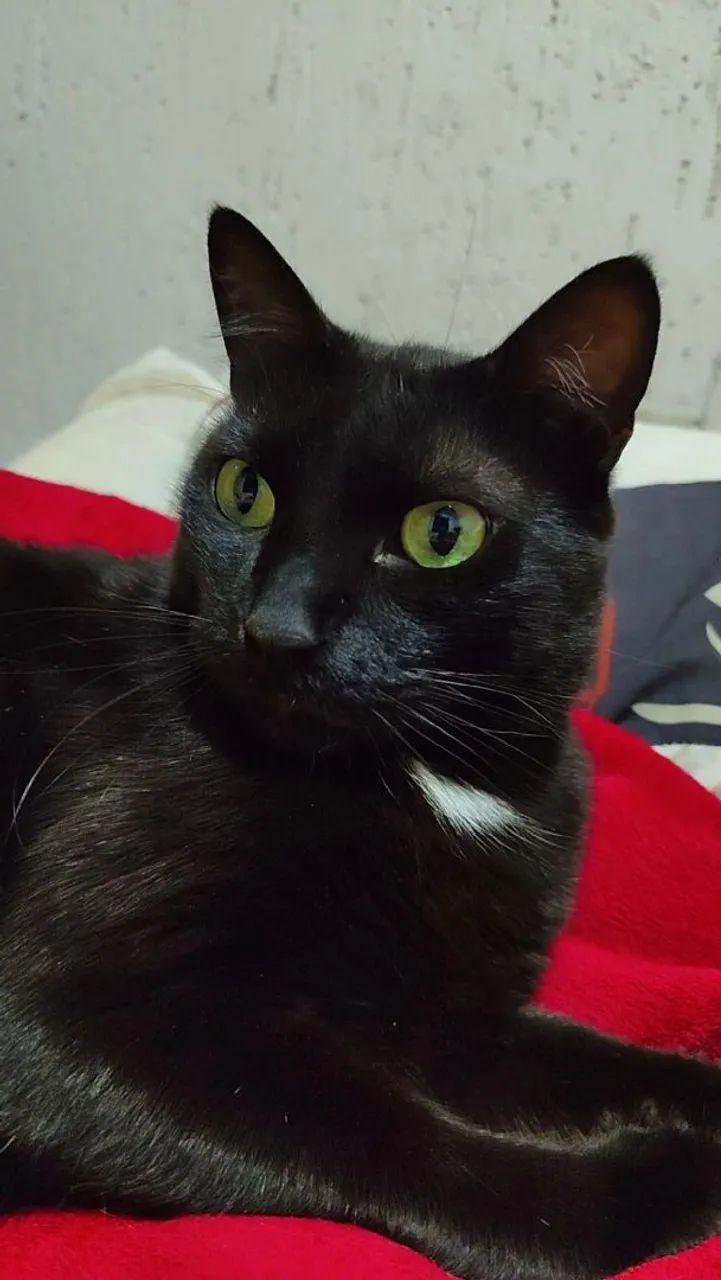 Gatos para adoção conjunta - Foto 3