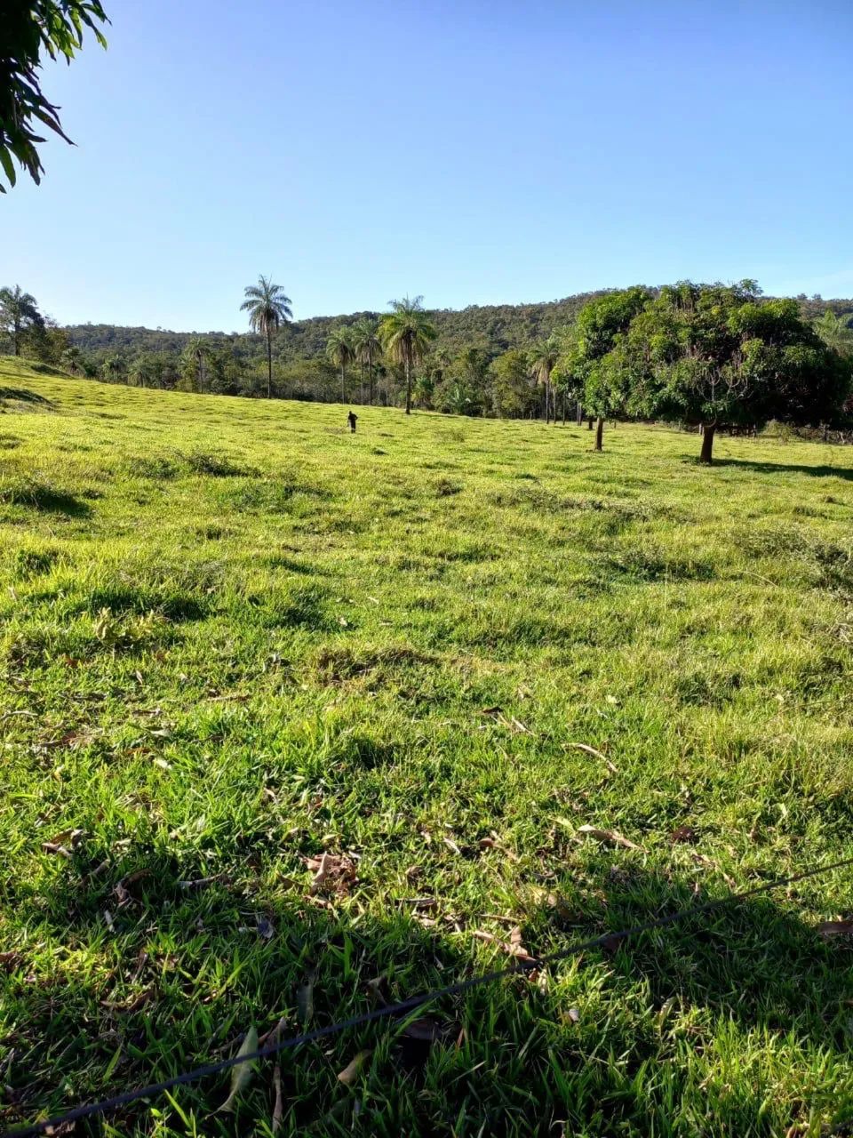 Fazenda em campo florido minas  - Foto 3