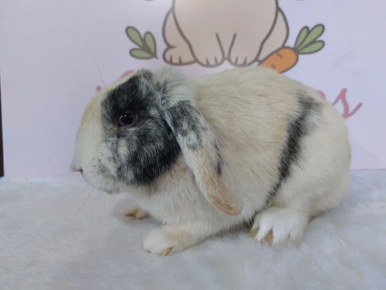Coelho Mini lop