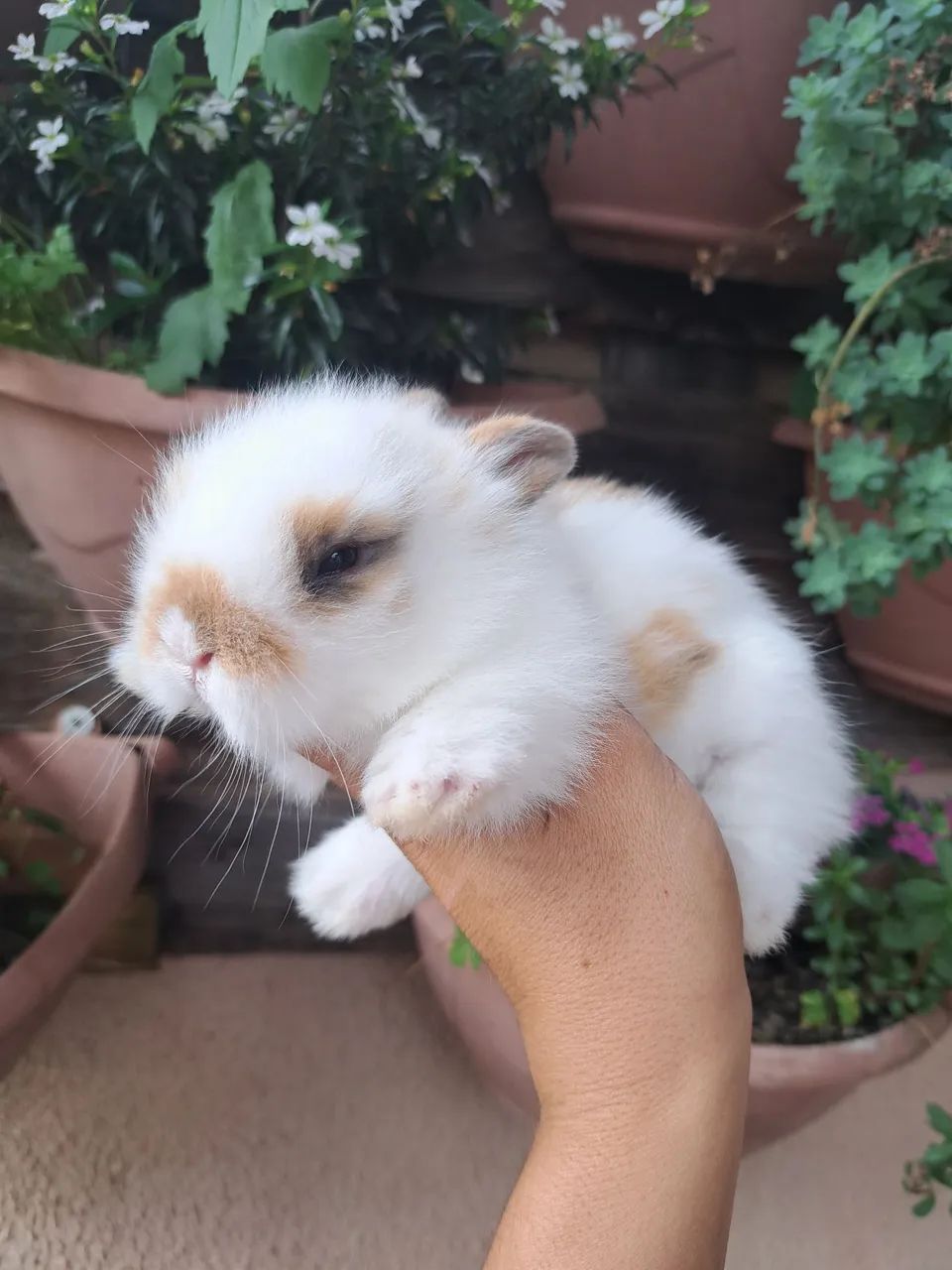 Mini Loop and Mini Lion64169904266370125