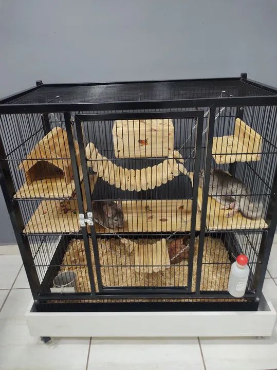 Chinchila + Gaiola  - Foto 2