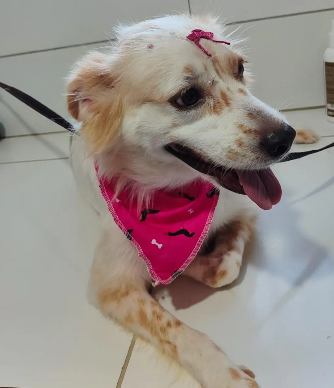 Cachorros lindos p doar