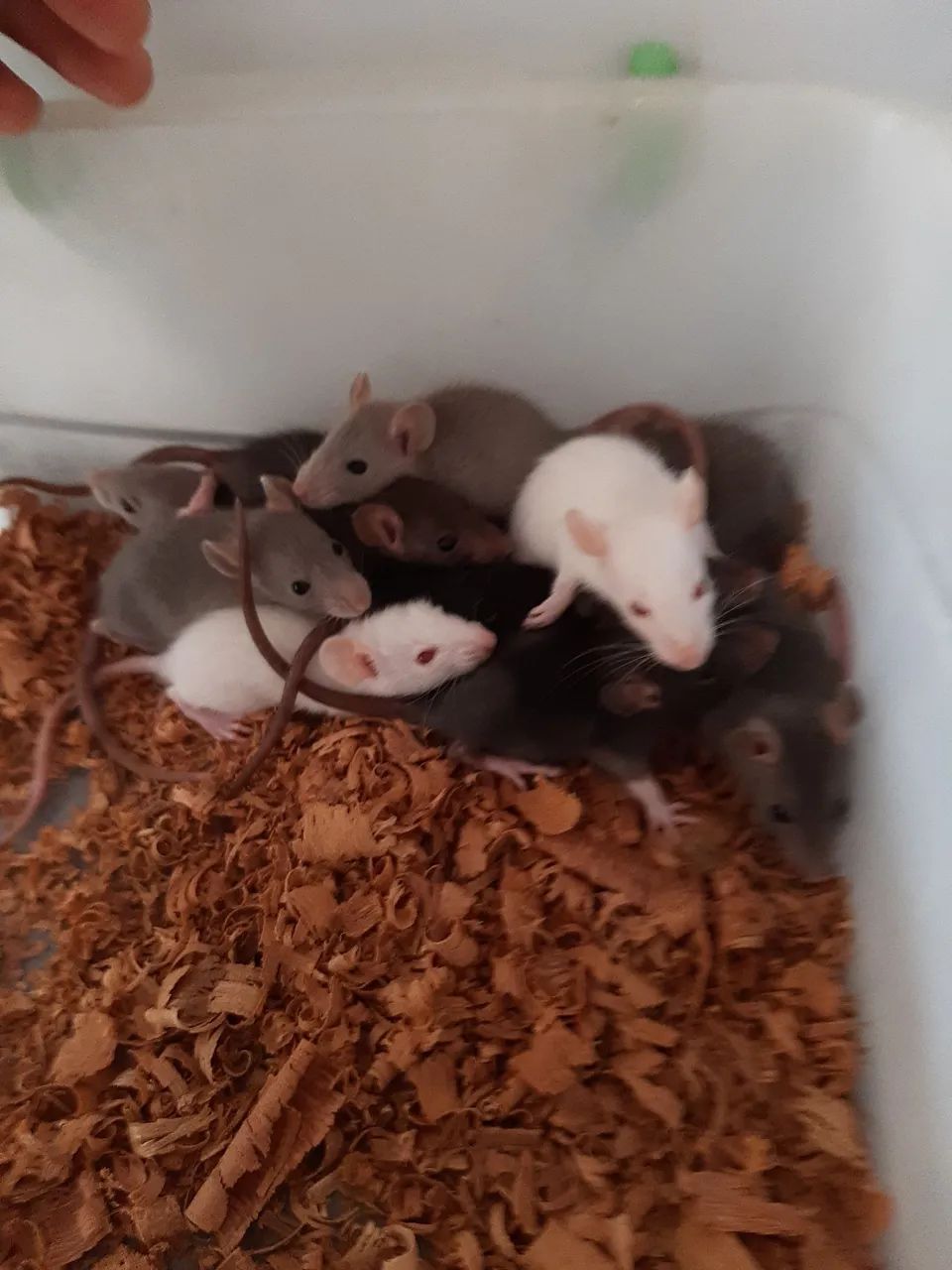 Ratos Mercol/Twister - Foto 2