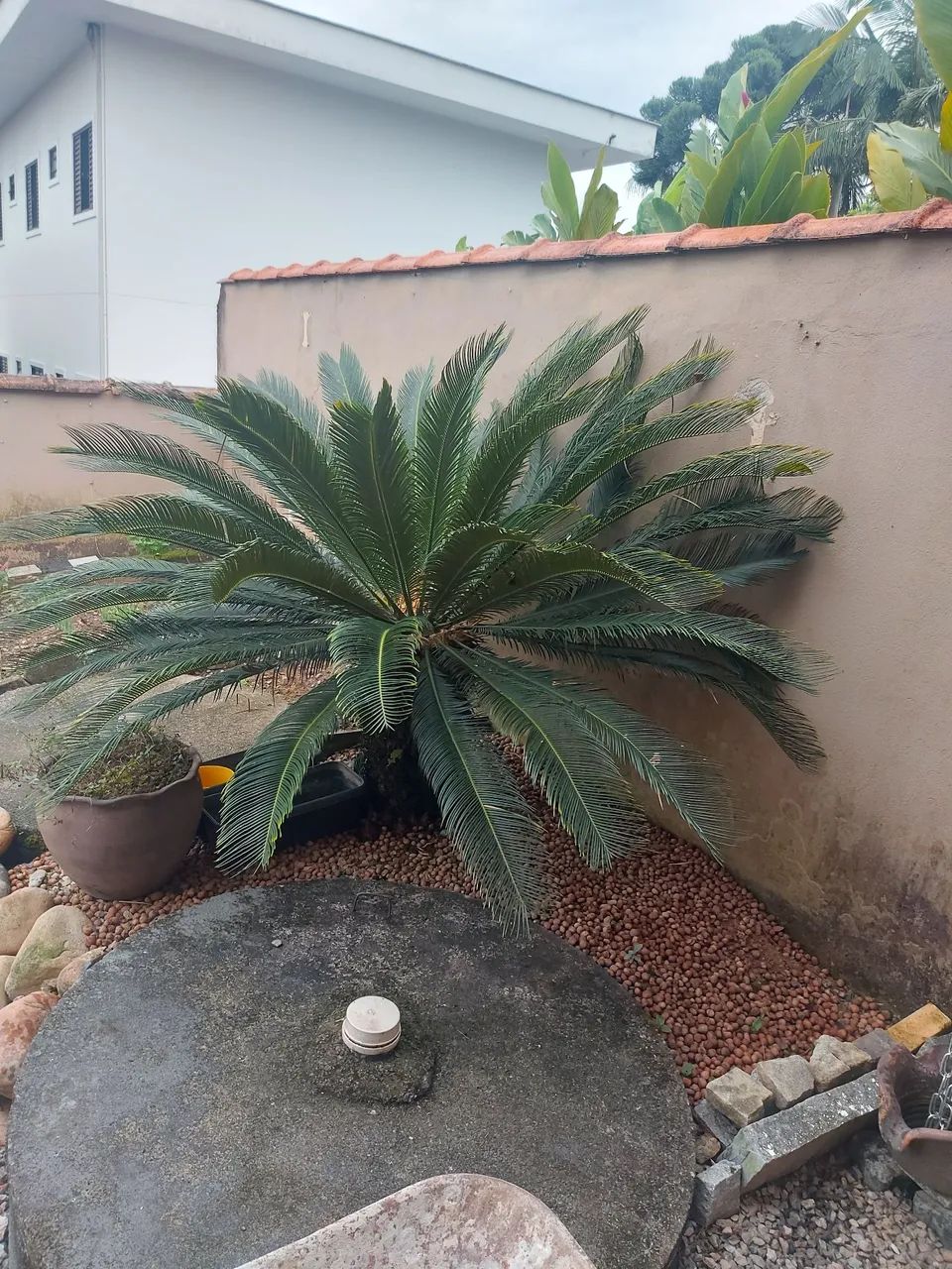 Planta Cica Revoluta - Foto 2
