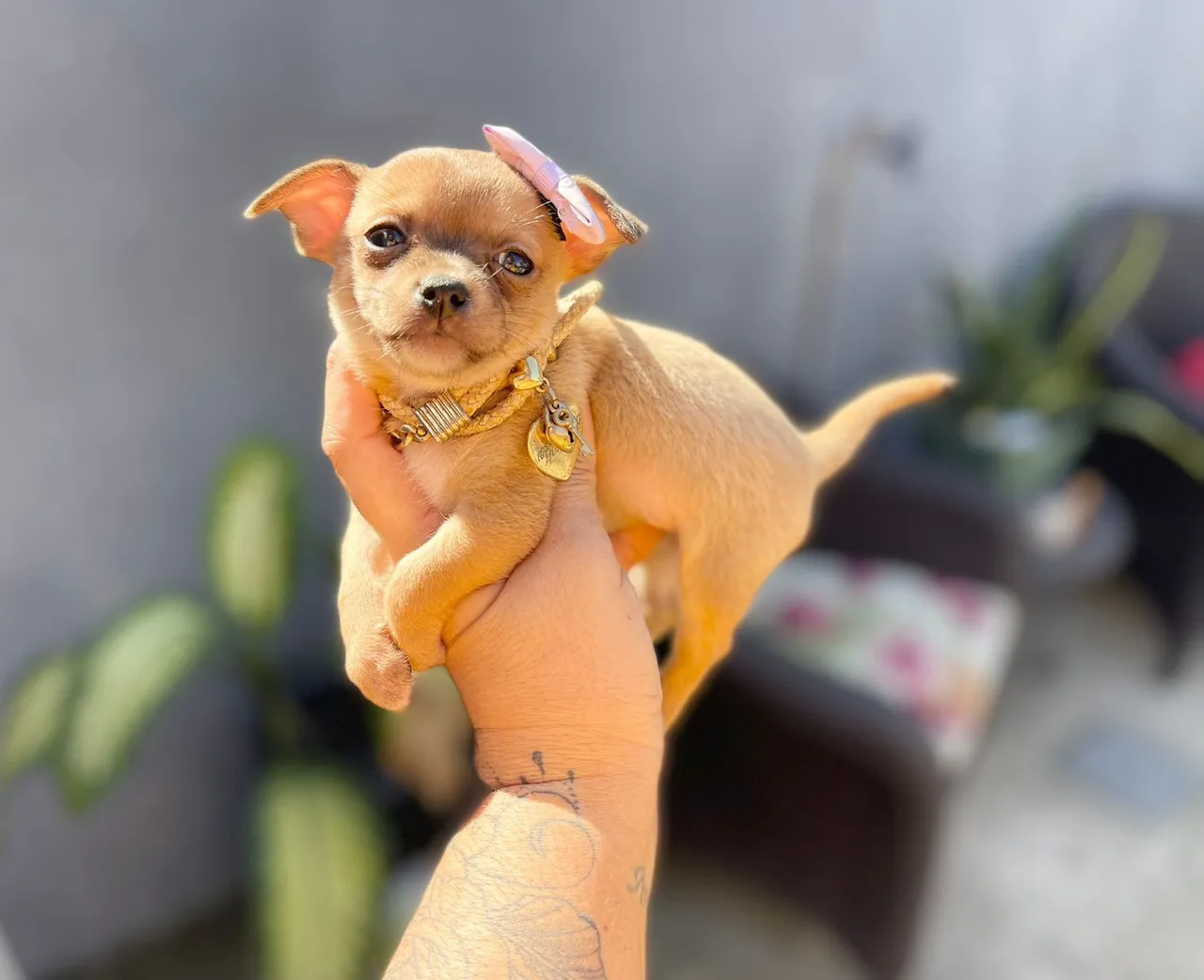 Mini fêmea