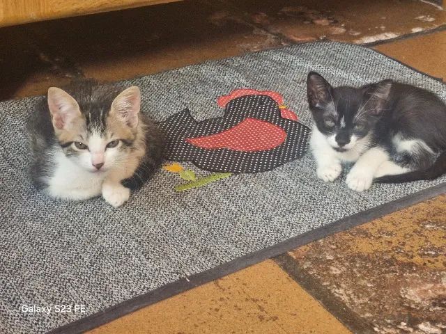 Doação gato - Foto 3