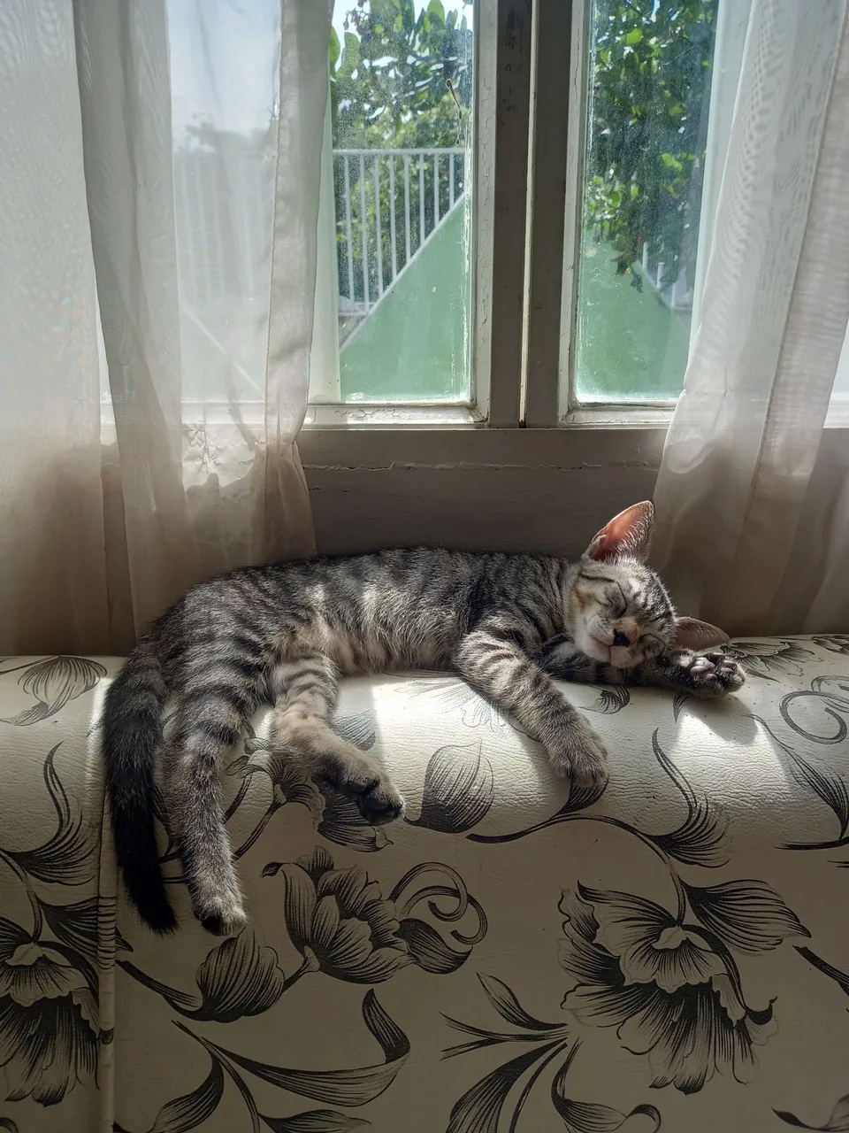 Gatinho Filhote Cinza Listrado - Para Adotar!