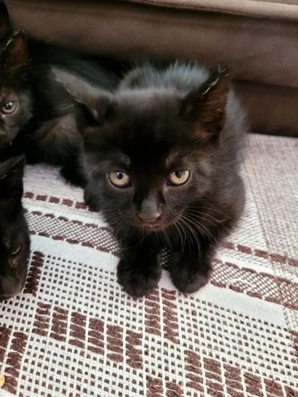 Gatinhos para doação 