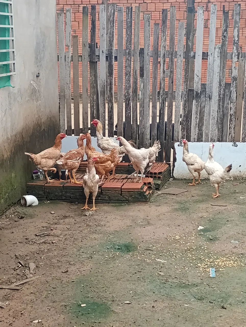 Para vender rápido 60.00 - Foto 3