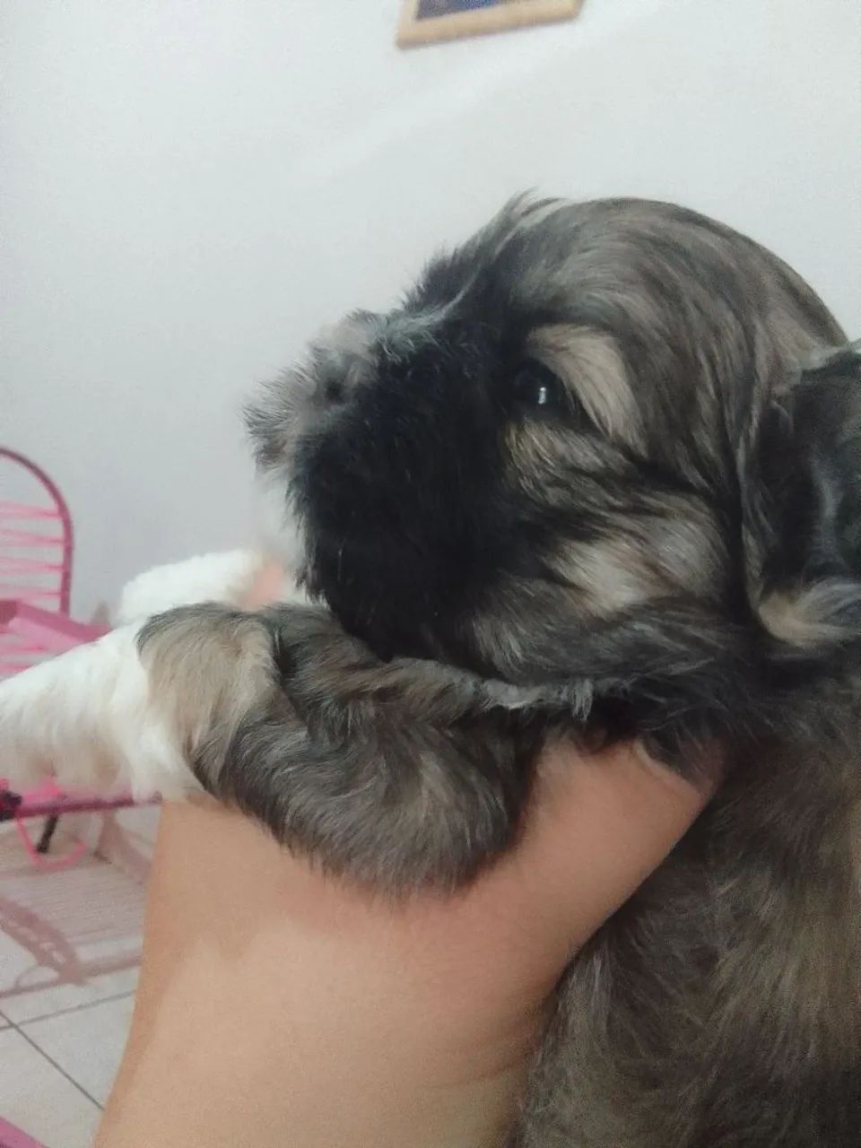 Shih Tzu