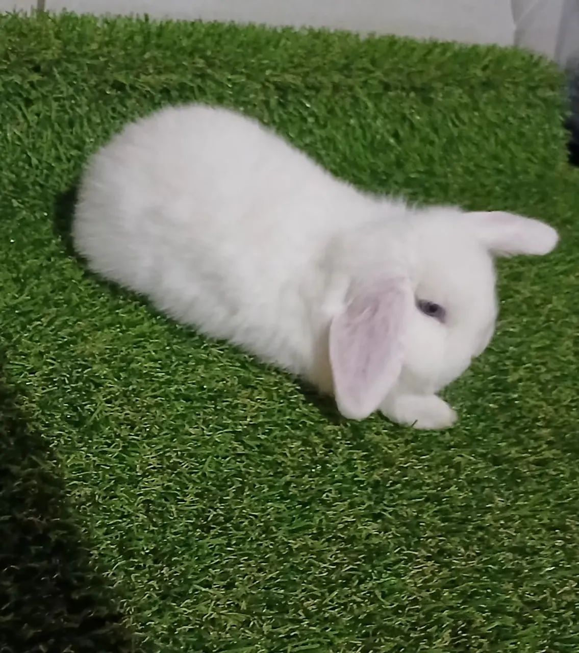 Disponível para venda 