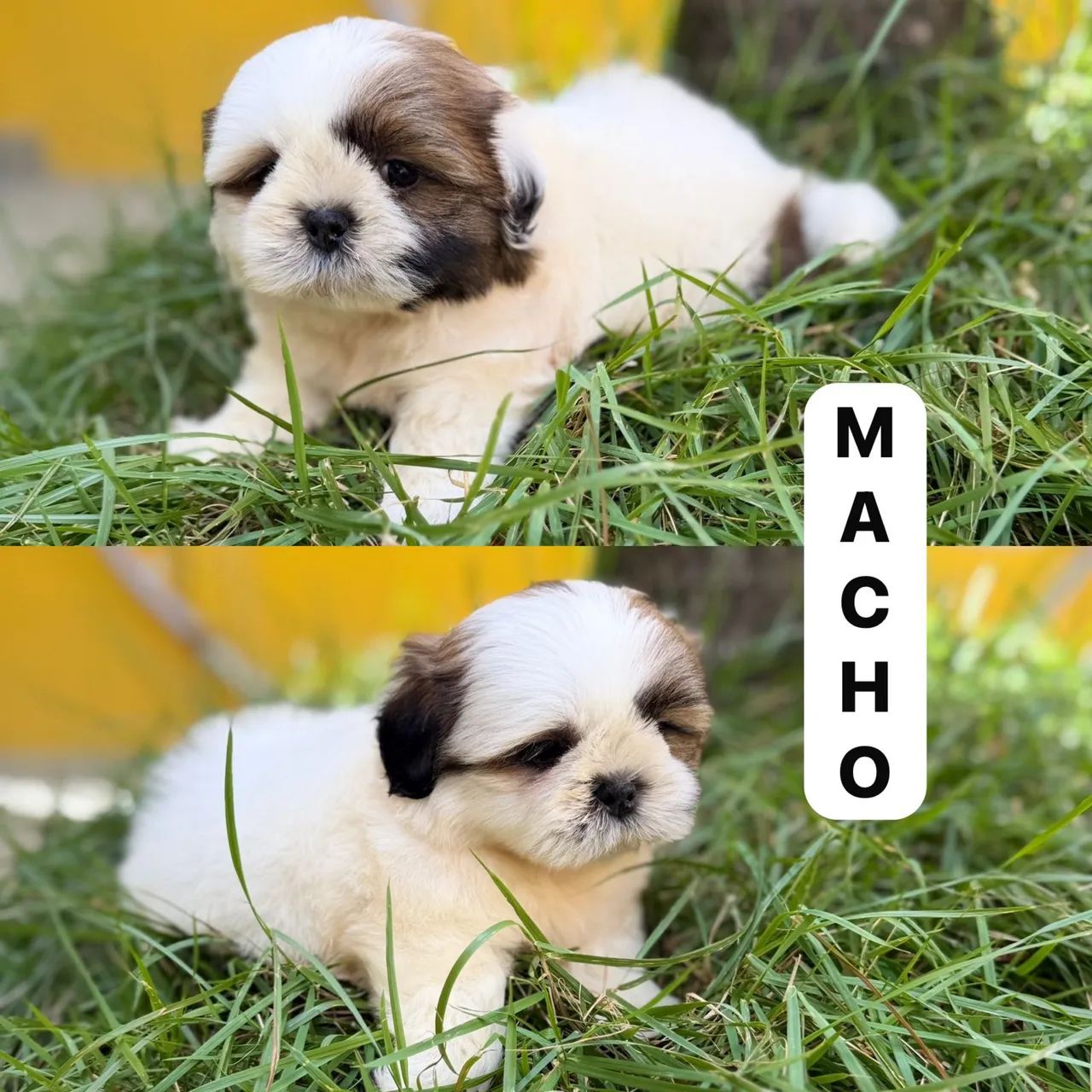 Menino de shitzu  - Foto 2