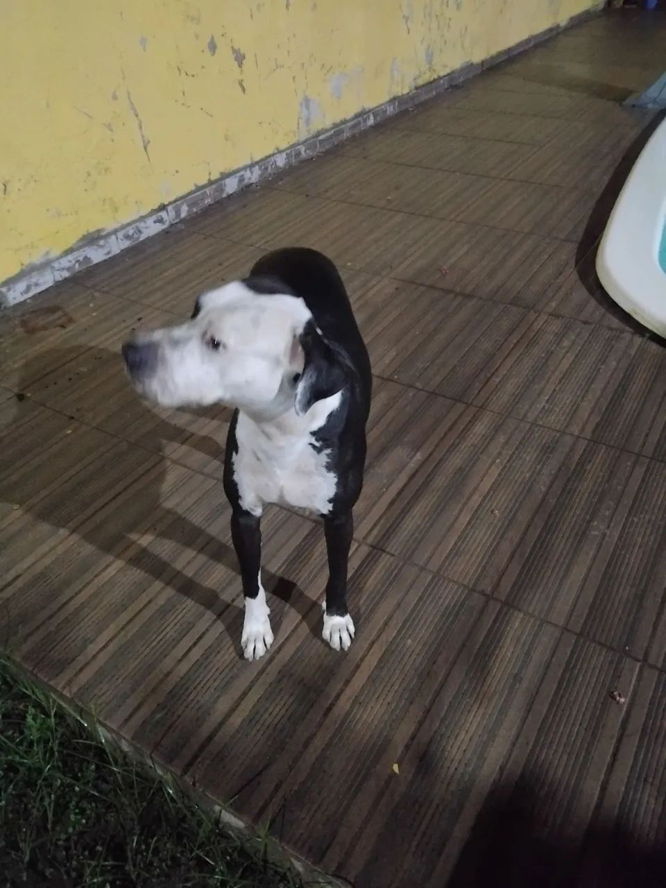 Doação pit bull  - Foto 3