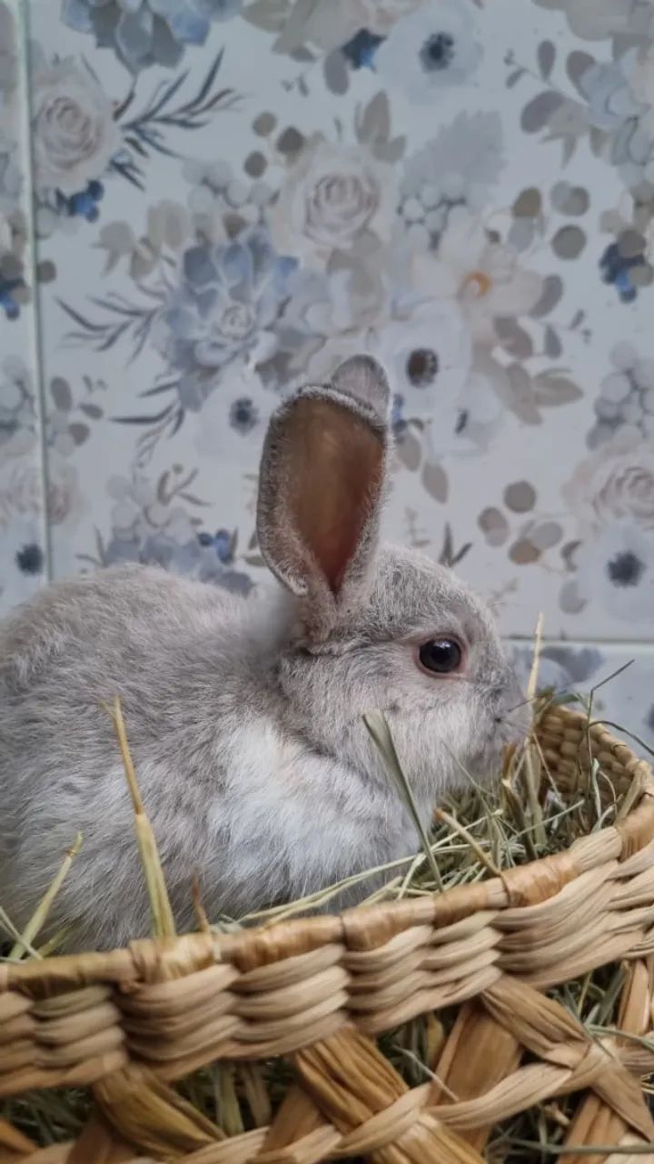 COELHOS MINI LINDOS E FOFOS