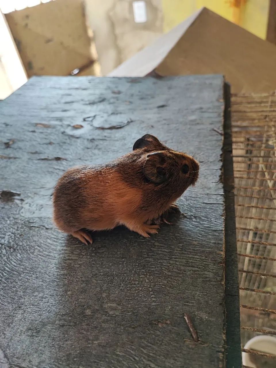 Vendo porquinhos da india - Foto 2