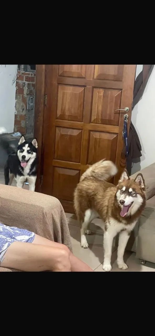 Husky siberiano - Foto 5