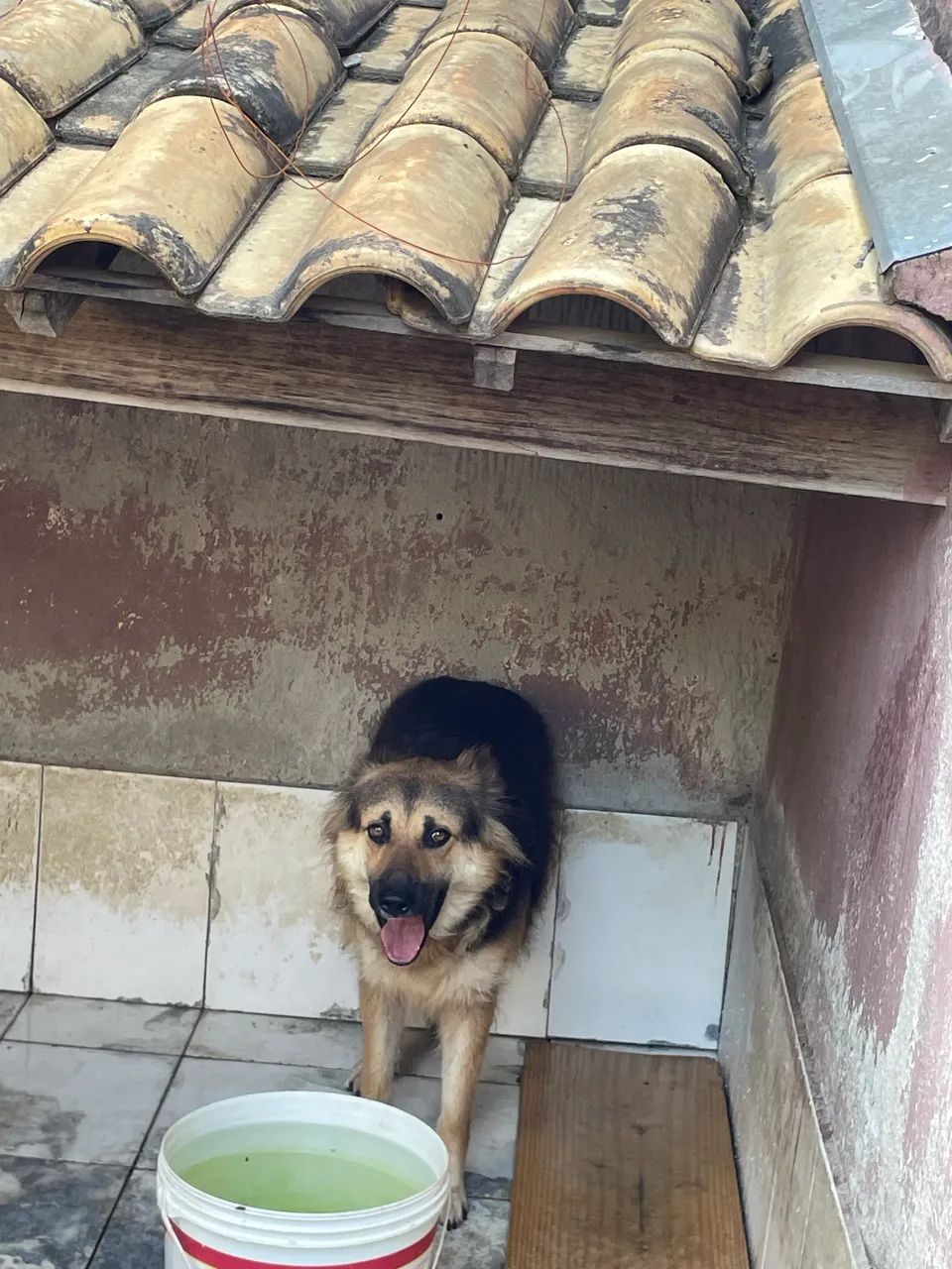 Doa-se cachorra  - Foto 2