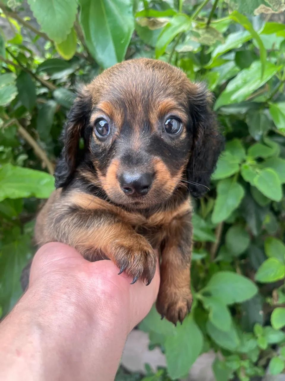 Filhotes basset dachshund - Foto 2