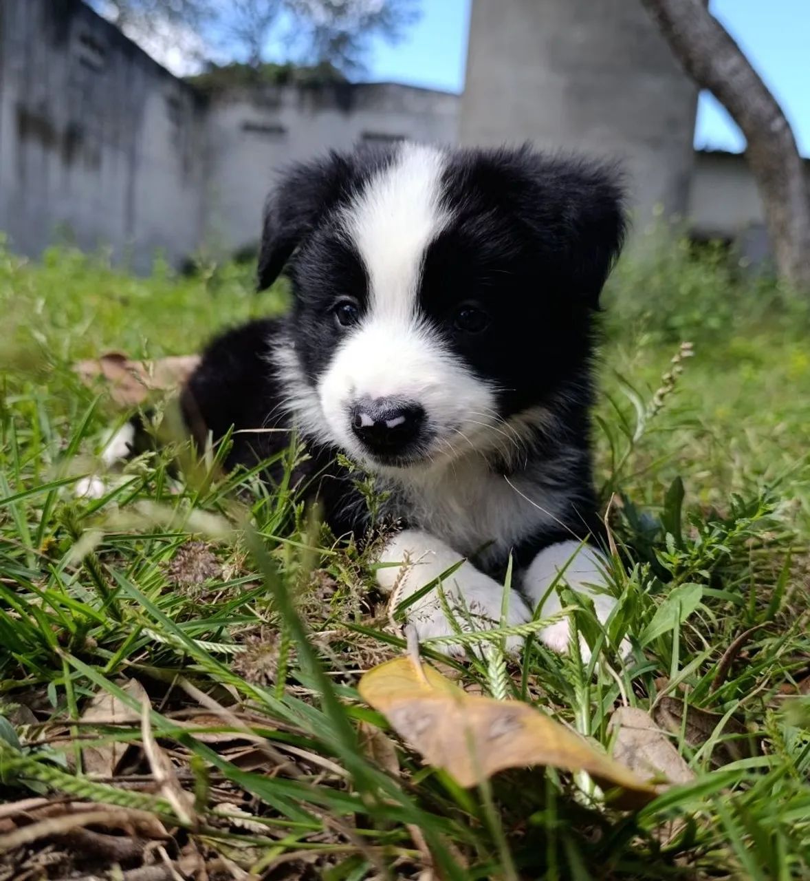 Border Collie  - Foto 4