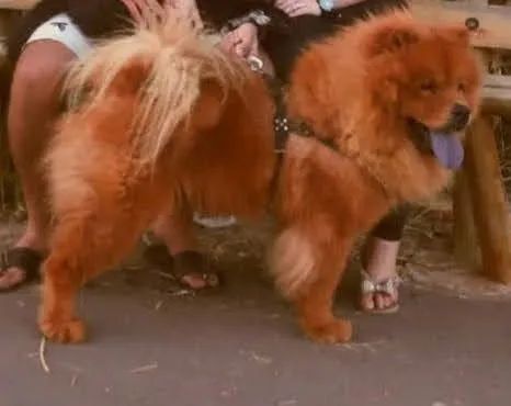 Doa se Chow Chow  - Foto 4