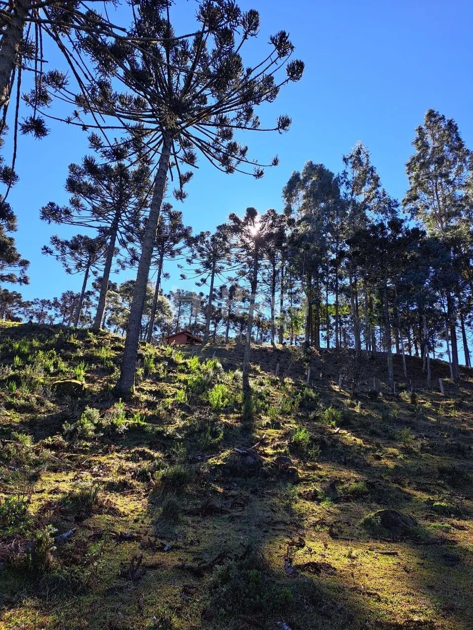Sítio à venda em Bom Jardim da Serra - Foto 4