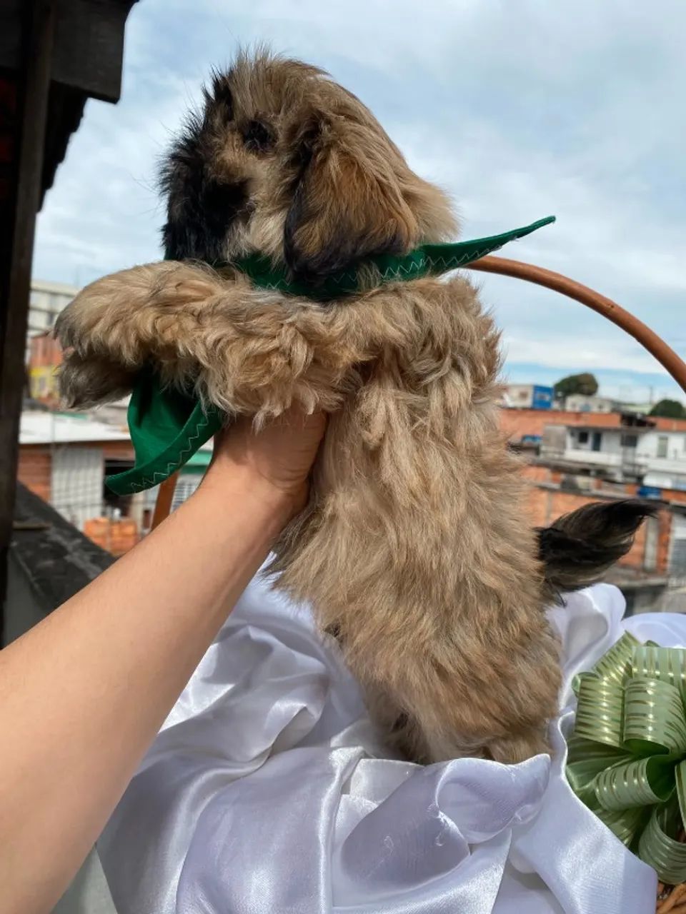 FIlhote ShihTzu Macho - Foto 2
