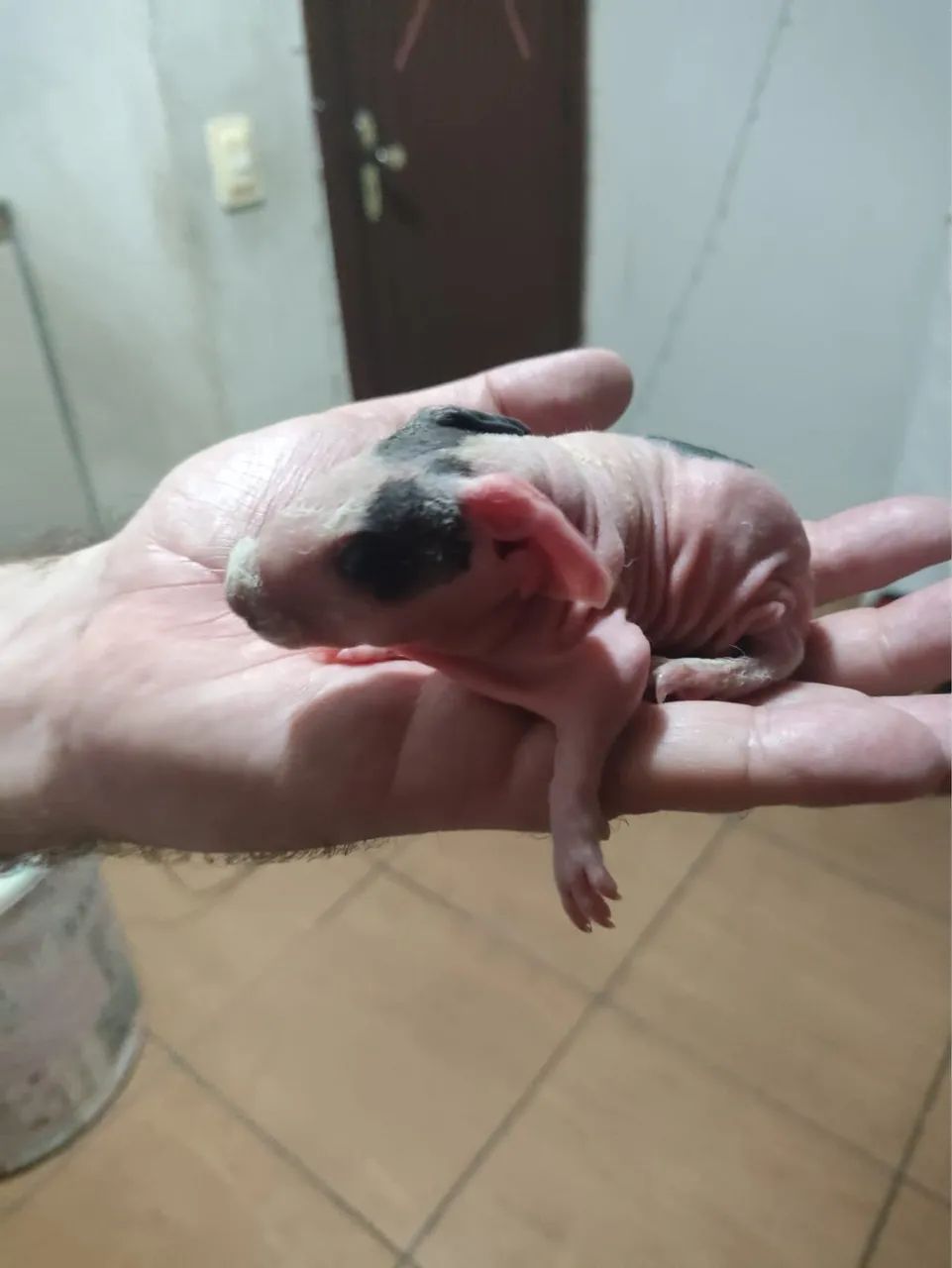 Vende se porquinho da índia 