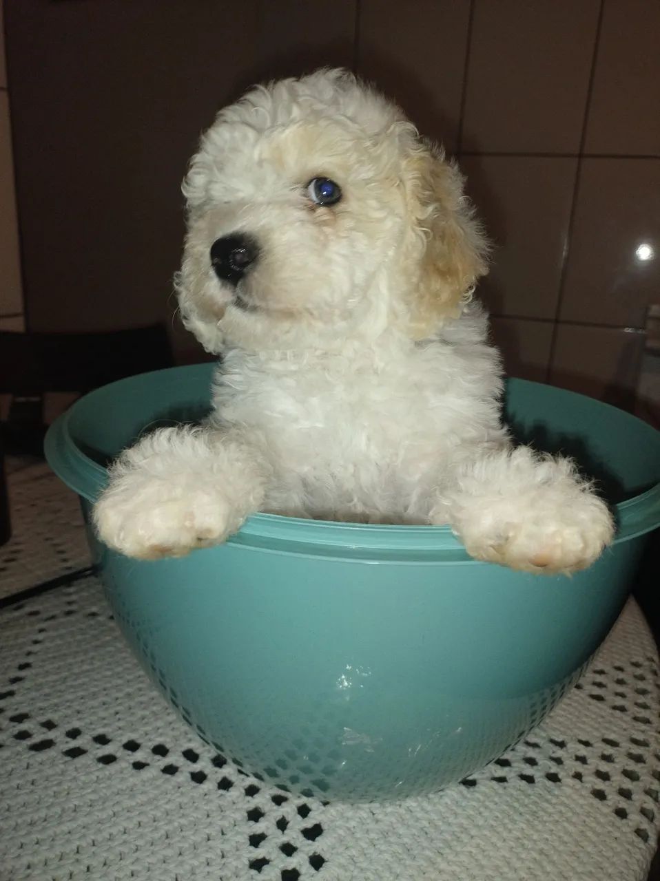 Filhote de poodle  - Foto 4