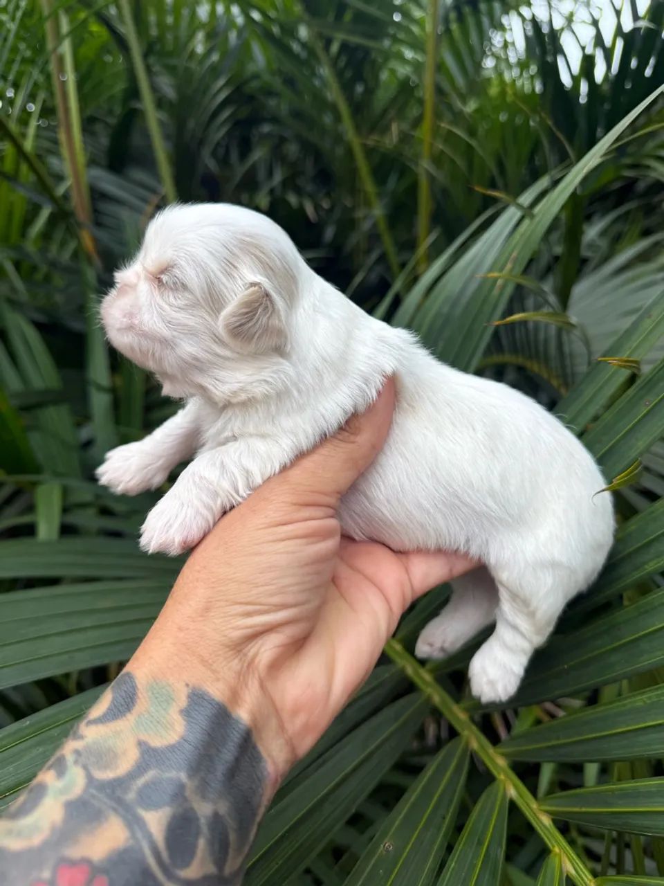 Shihtzu fêmea  - Foto 2