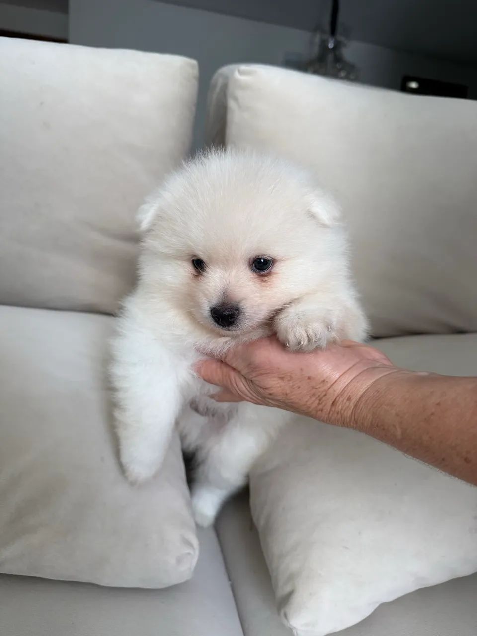 Filhotes de Spitz Alemão - Foto 4