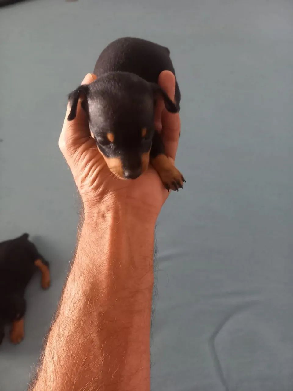 Pincher macho
