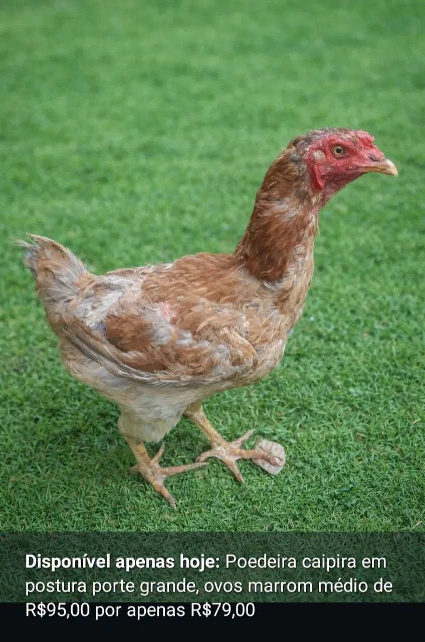 Galinha Poedeira  - Foto 2