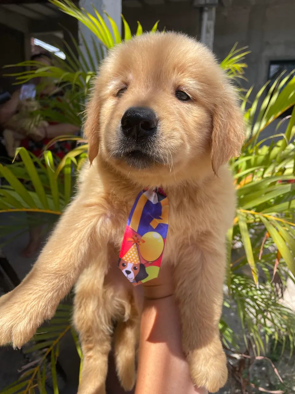 Cachorro  - Foto 5